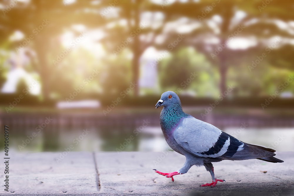 Obraz premium The Columba livia is birds live in anywhere this picture in the Thailand temple that it looking for someone for feeds add the bridge. so is that sunshine from parks.