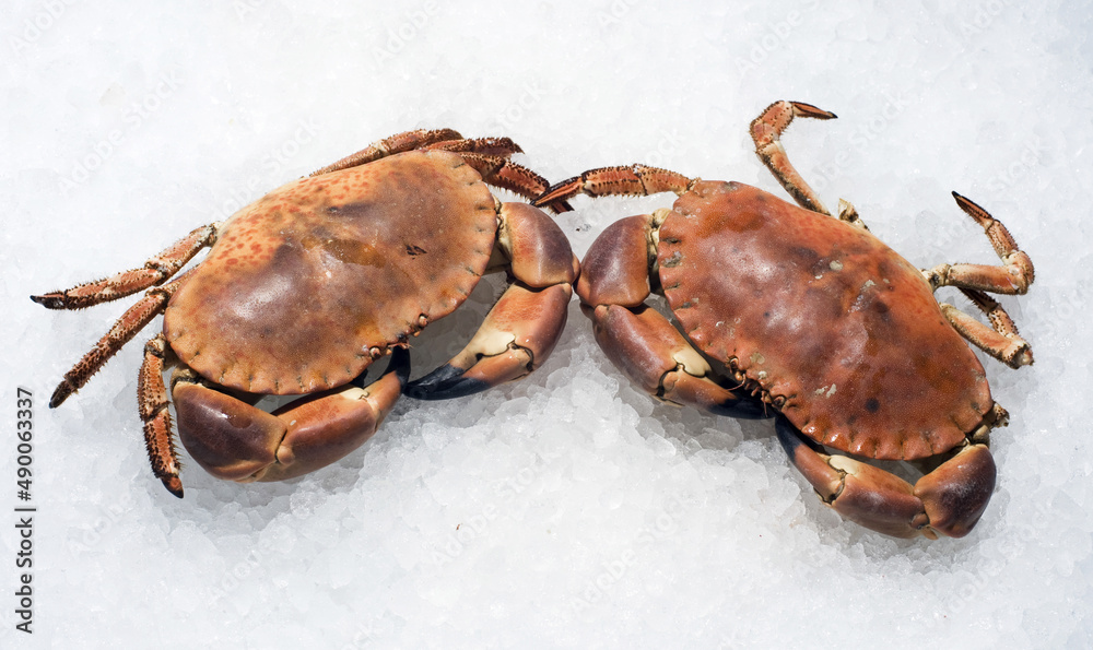 crab isolated on ice