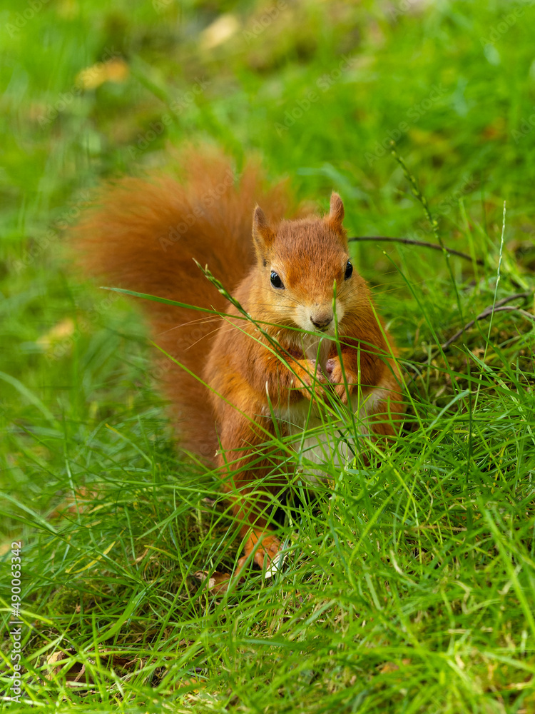 Red Squirrel Feeding in the Grass Red Squirrel Feeding in the Grass