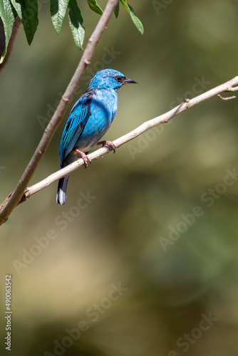 Turquoise bird from Brazil. A male of Blue Dacnis also know as Sai-azul perched on the branches of a tree. Species  Dacnis cayana. Animal world. Birdwatching.  Birding. © Fernando Calmon