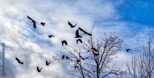 black crows fly out of the tree against the backdrop of the sky