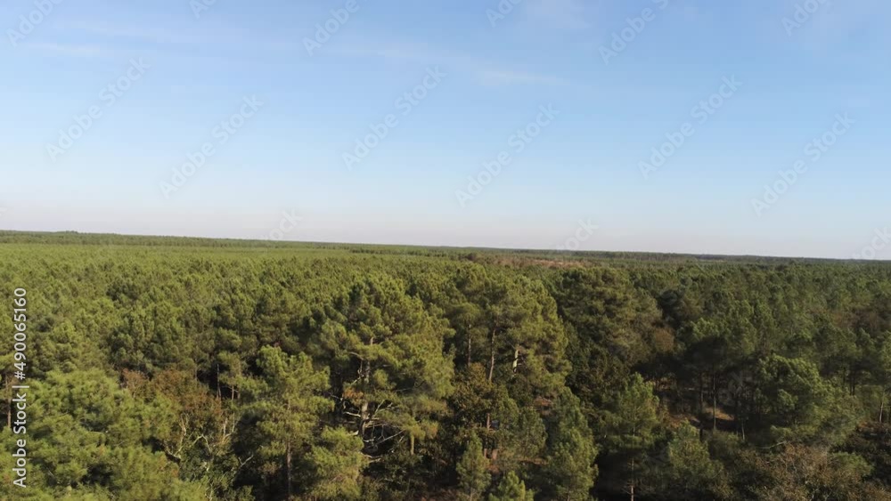 Forêt de pins, vue aérienne proche de Lacanau, Gironde
