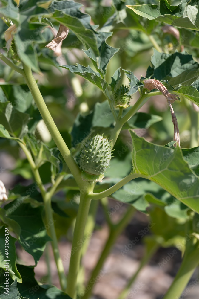 Spiky seed capsule of the trumpet shaped flower of hallucinogen plant Devil's Trumpet