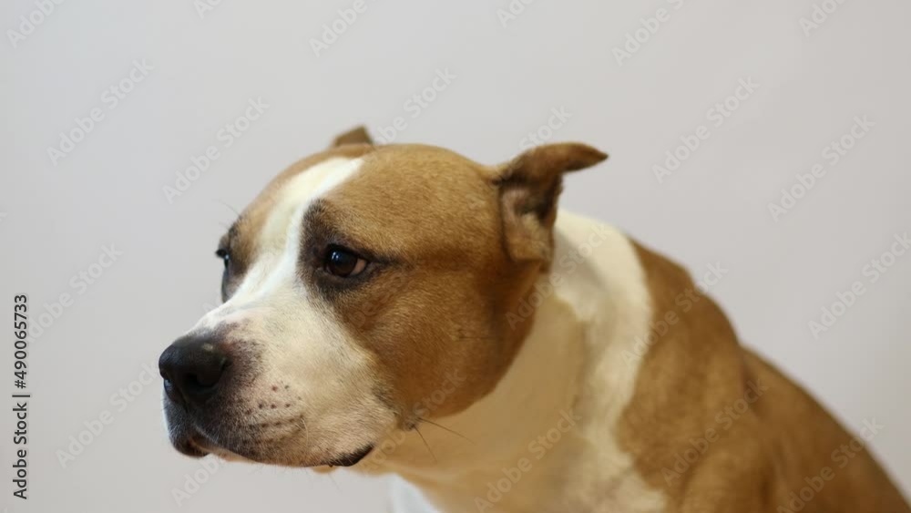 American Staffordshire Terrier on a grey background American Staffordshire Terrier on a grey background