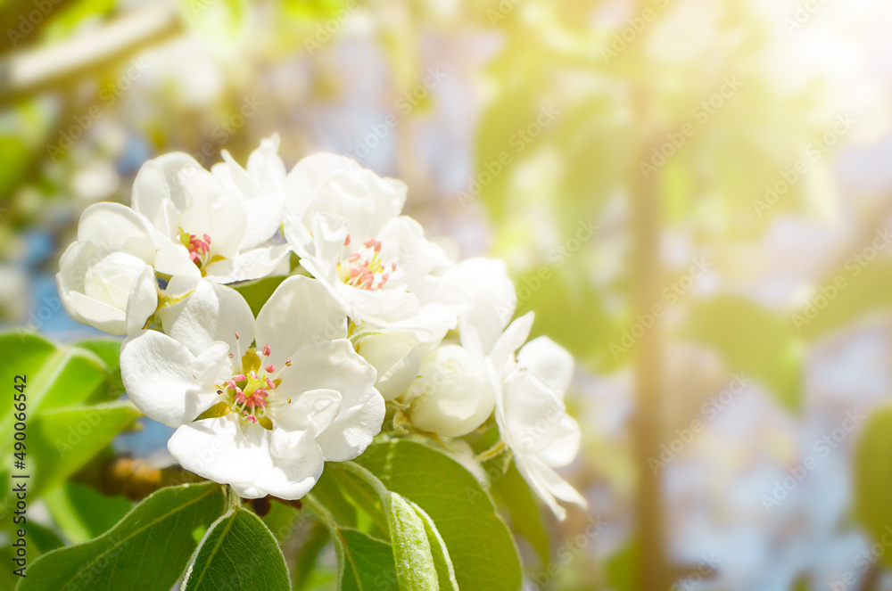apple tree branch with blossom flowers with copy space apple tree branch with blossom flowers with copy space