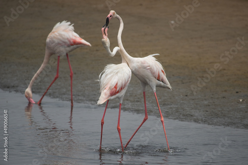 Pink flamingo bird stands in the water. Exotic animal in the wild in the sea.