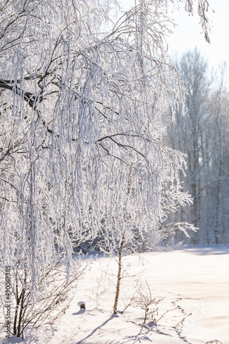 Wallpaper Mural trees after freezing rain Torontodigital.ca