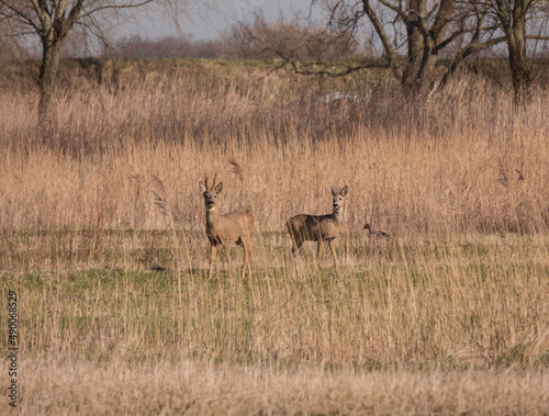 two deer in the wild in holland on the island tiengemeten