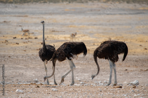Ostrich bird in the wild. Safari in Africa savannah.