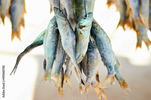 As fresh as it gets. Closeup shot of dead fish hanging in bunches. photo