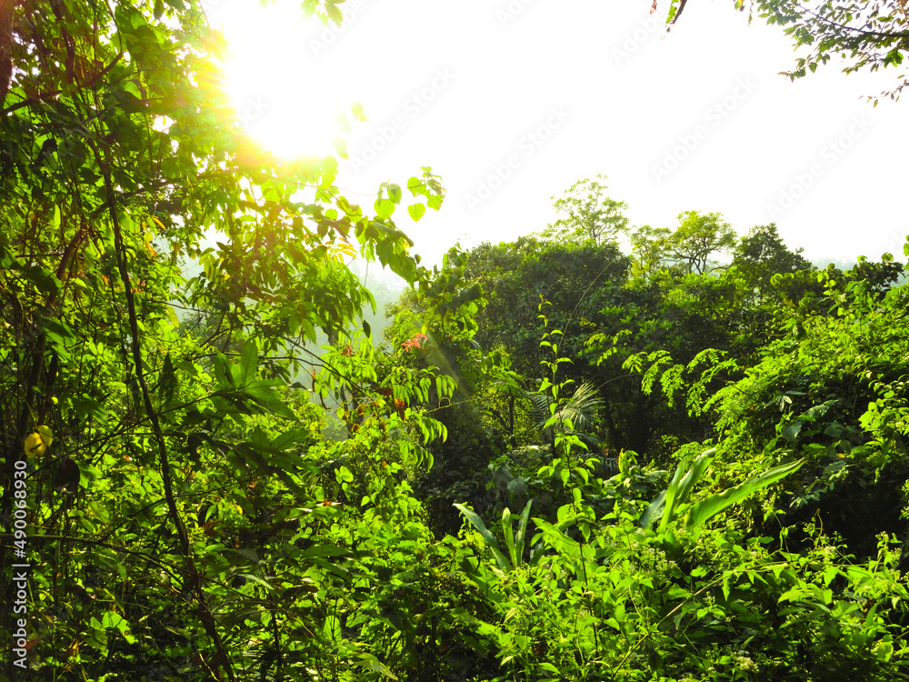 Fototapeta premium green leaves in the forest