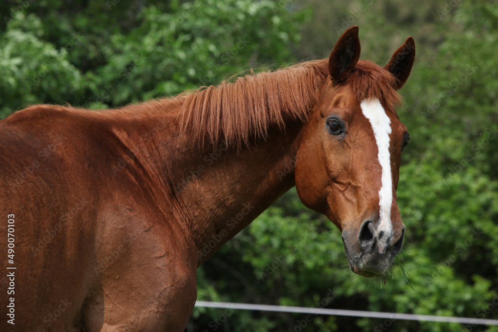 Portrait of Budyonny horse