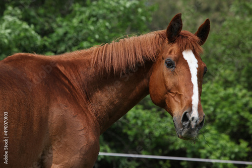 Portrait of Budyonny horse