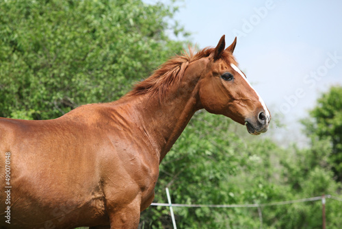 Portrait of Budyonny horse © Zuzana Tillerova