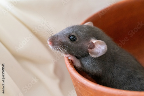 The head of a gray Dumbo rat on a white background, she sits in a clay plate and looks out, putting her front paws on the edge