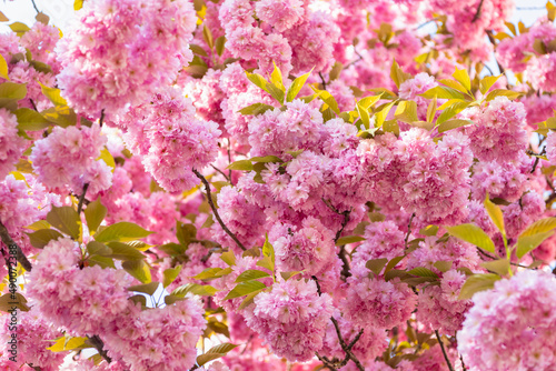 pink sakura flower on blooming spring tree. natural background