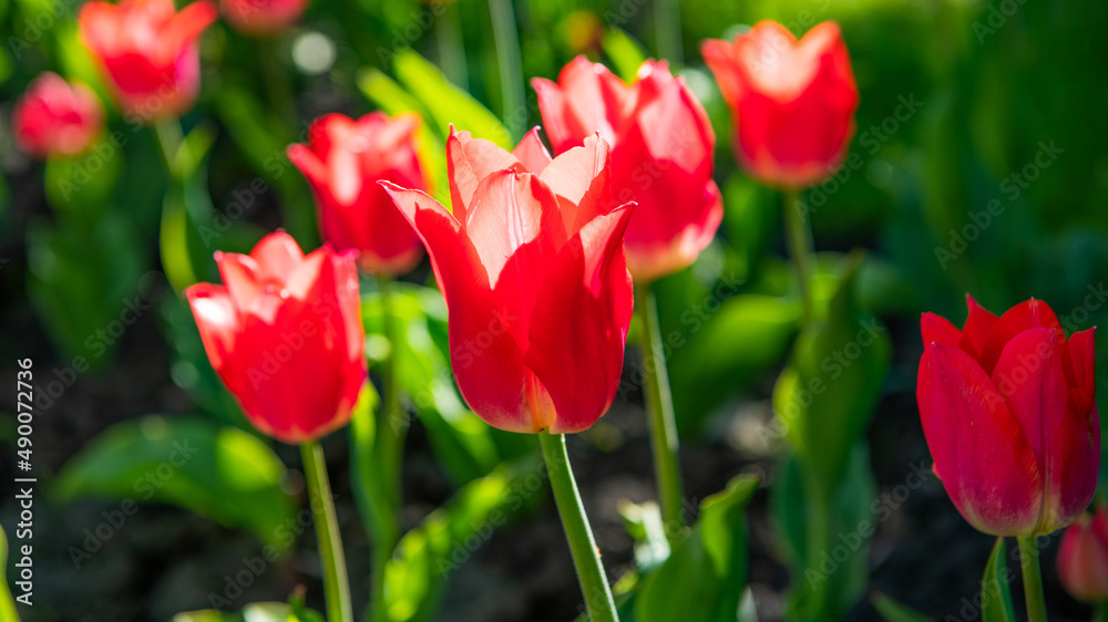 red tulip flower closeup with colorful natural background