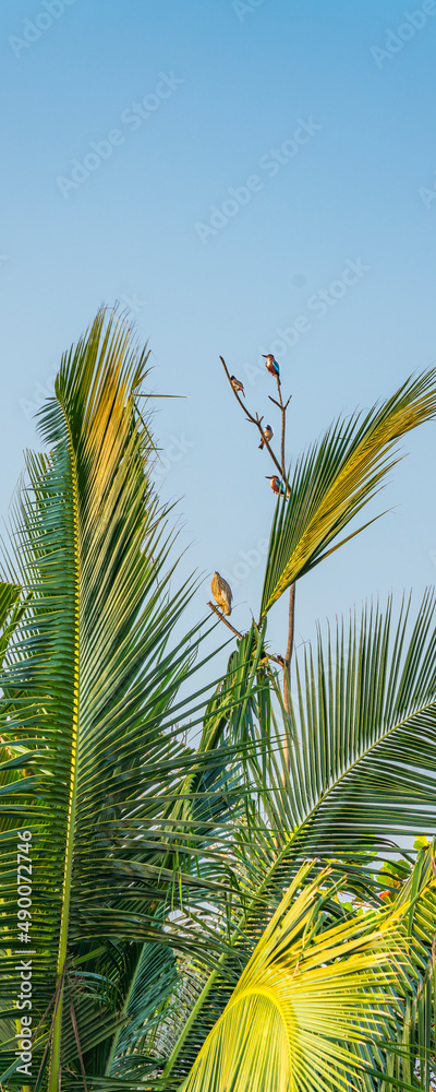 Fototapeta premium Kingfisher couples, Male and Female birds on a branch in Sri Lanka, vertical