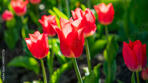 Fototapeta Naklejka Na Ścianę i Meble -  red tulip flower closeup with colorful natural background