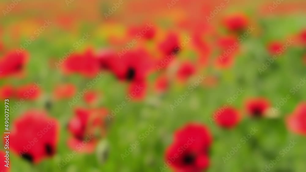 Summer abstract blurred background of landscape poppy field with defocused red flowers mowing on wind. Poppy plantation. Summer abstract blurred background of landscape poppy field with defocused red flowers mowing on wind. Poppy plantation.
