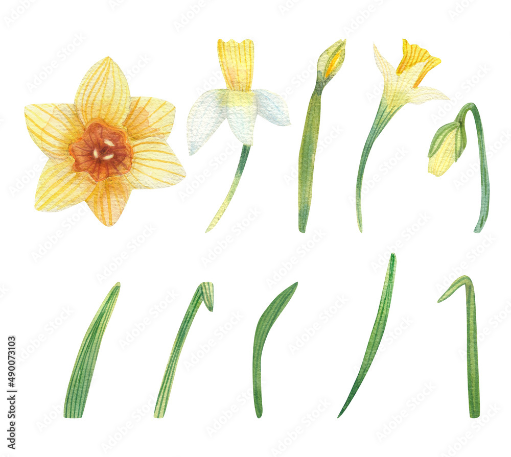Narcissus flowers, buds and leaves watercolor set. Hand drawn elements on white background.
