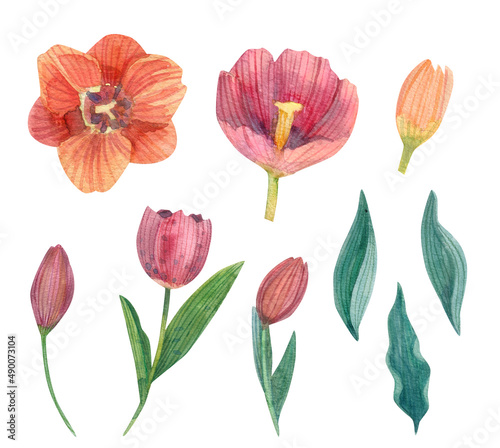 Tulip flowers  buds and leaves watercolor set. Hand drawn elements on white background.