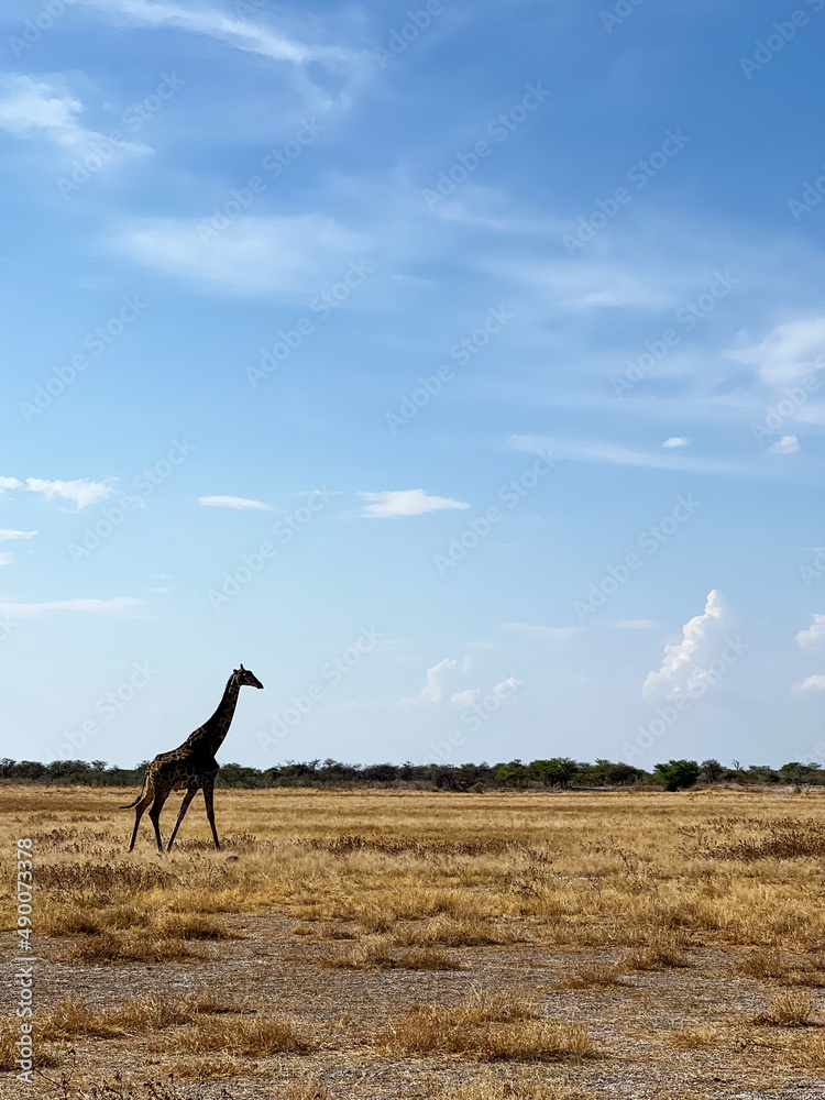 Giraffe in the wild. Safari in Africa, African savannah wildlife. Giraffe in the wild. Safari in Africa, African savannah wildlife.