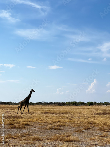 Giraffe in the wild. Safari in Africa  African savannah wildlife.