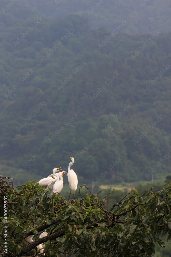Fototapeta premium heron