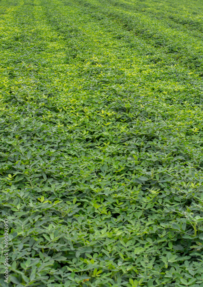 Peanut plantation on a sunny day