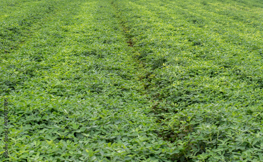 Peanut plantation on a sunny day Peanut plantation on a sunny day