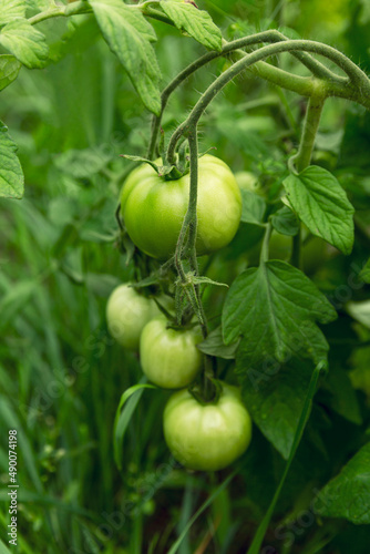 Green unripe tomatoes on the branches in the garden. New crop and cultivation. Close-up. Vertical.