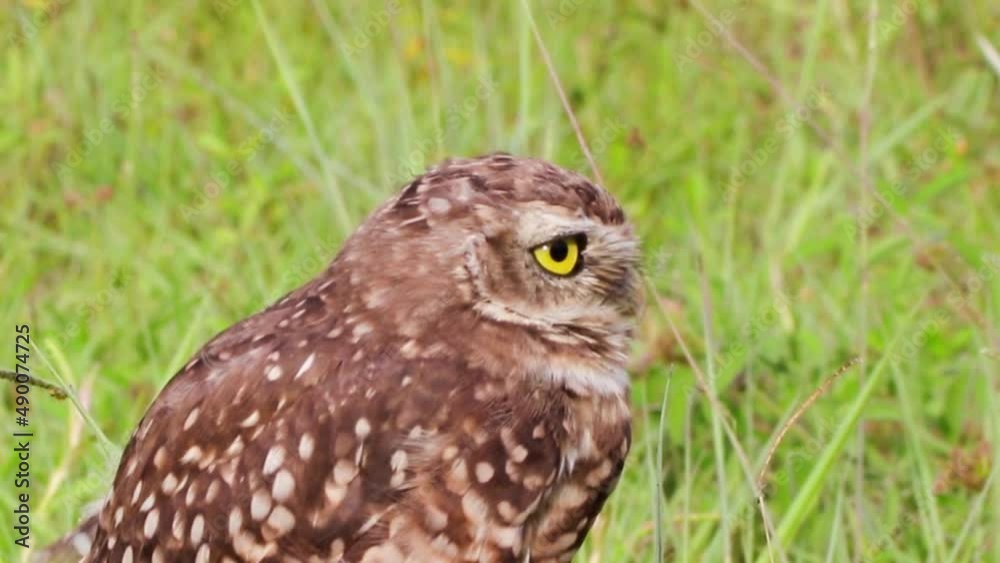 Zoom in on the Burrowing Owl's gaze.