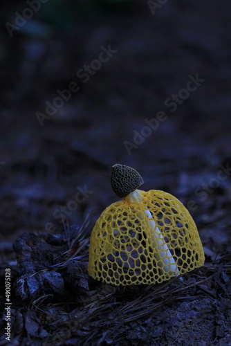 yellow Phallus indusiatus Vent photo