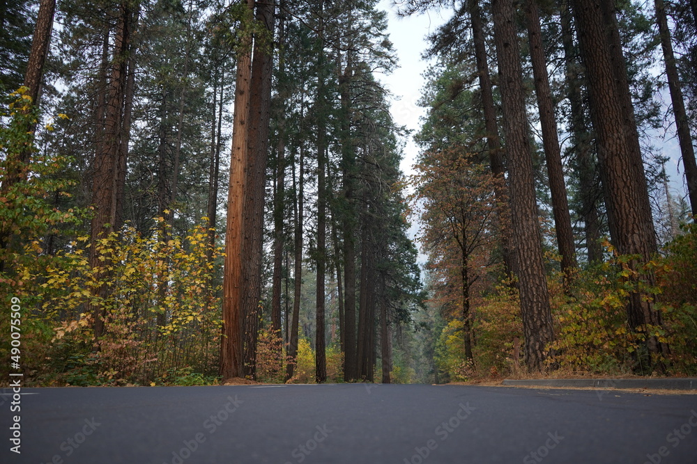 Fototapeta premium カリフォルニア州 ヨセミテ国立公園 ドライブ 早朝 秋