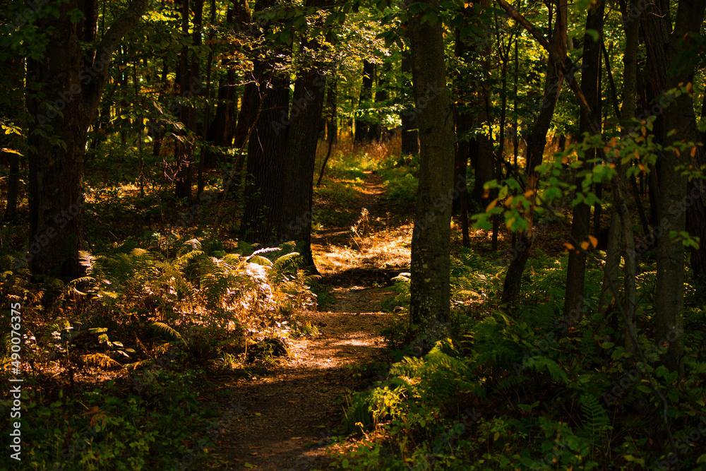 Fototapeta premium Natural trail in the forest