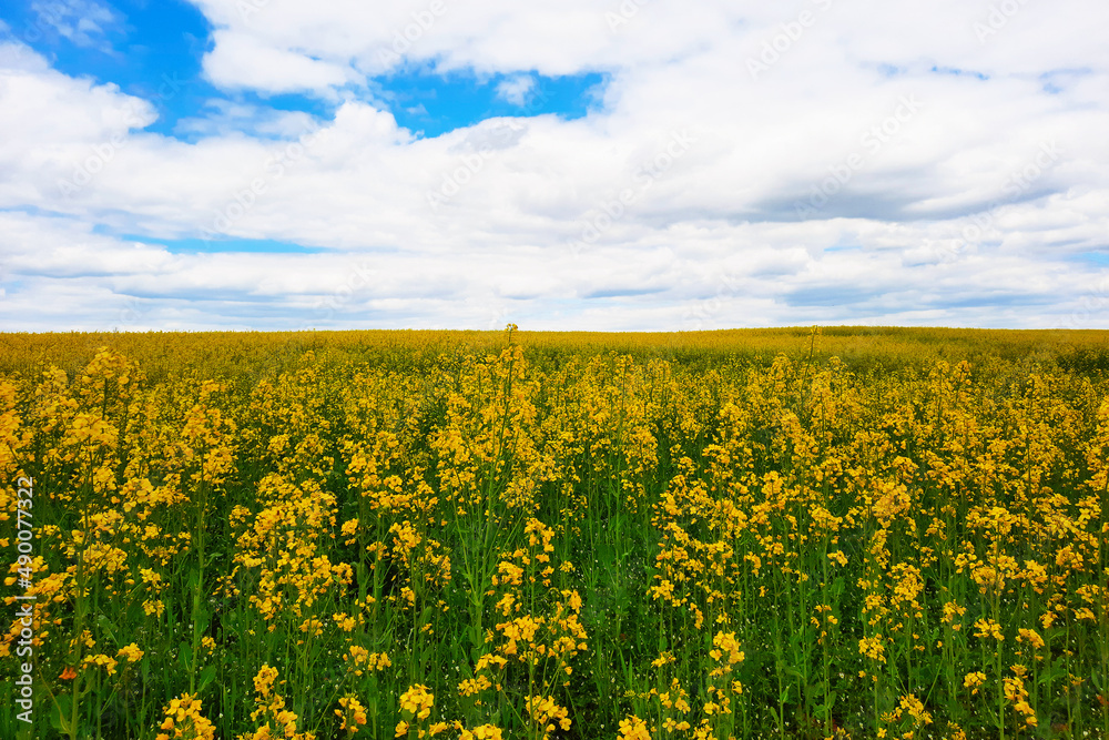 Obraz premium Brassica napus. Plant for green energy and oil industry, springtime golden flowering field. Golden field of flowering rapeseed with blue sky.