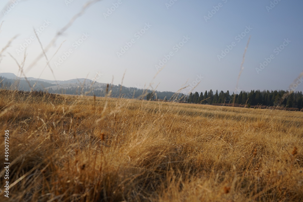 Obraz premium ヨセミテ国立公園 タイオガロード 草原 風景