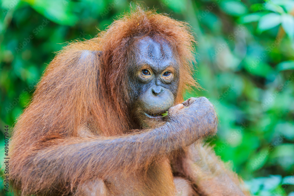 orangutans or pongo pygmaeus is the only asian great found on the island of Borneo and Sumatra orangutans or pongo pygmaeus is the only asian great found on the island of Borneo and Sumatra