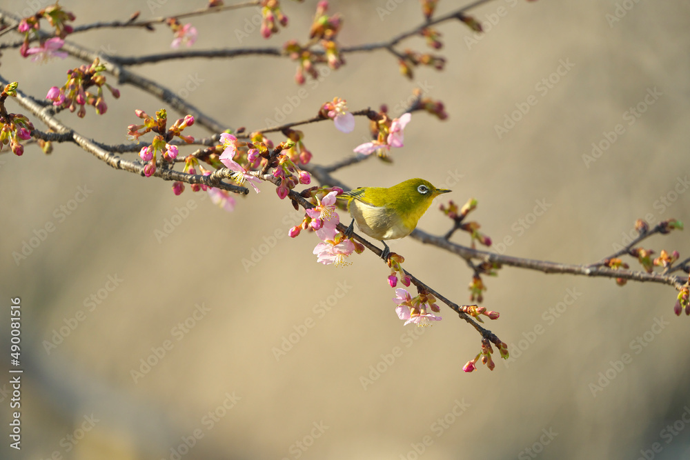 桜とメジロ 桜とメジロ