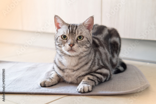 American shorthair male cat tabby classic silver color is looking and lying on the tile floor and doormat, Wooden cabinet backdrop with copy space, Pet and Built in furniture modern minimal style. photo