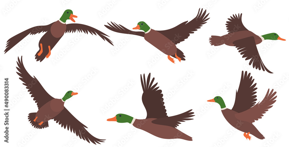 Obraz premium flying ducks set, flat design collection, isolated vector