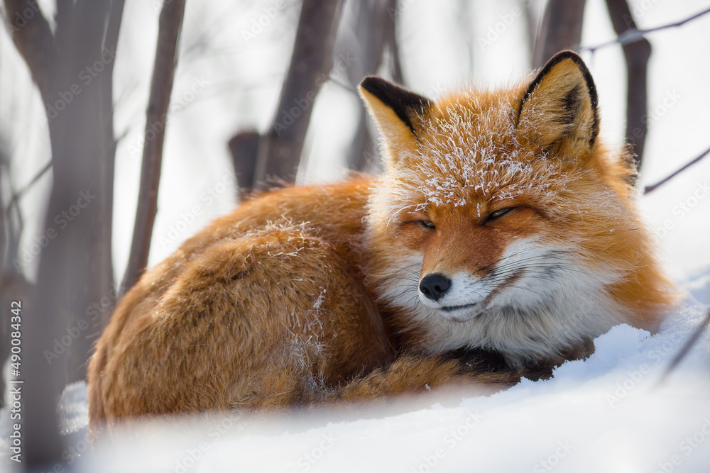 Fototapeta premium Red fox (Vulpes vulpes). A beautiful fox lies in the snow in the thickets in the forest-tundra. Cold winter weather. Frost on the wool. Wild animal in its natural habitat. Wildlife of Russia. Chukotka