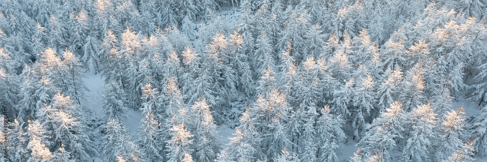 Top view of snow-covered trees. Amazing northern nature. Aerial view of the winter forest. Beautiful woodland landscape with larch trees in the snow. Cold snowy winter weather. Wide natural background