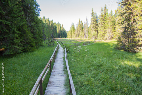  Wooden footpath over wetland at natural reserve. Summer day. Natural light. Adventure in nature.