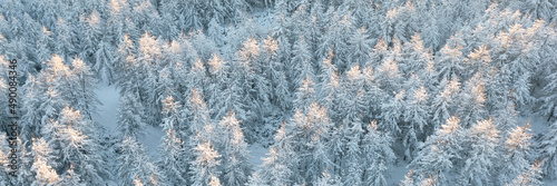 Top view of snow-covered trees. Amazing northern nature. Aerial view of the winter forest. Beautiful woodland landscape with larch trees in the snow. Cold snowy winter weather. Wide natural background