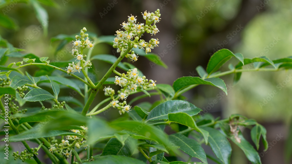 ambarella or june plum flower with leaves, closeup view in the garden ambarella or june plum flower with leaves, closeup view in the garden