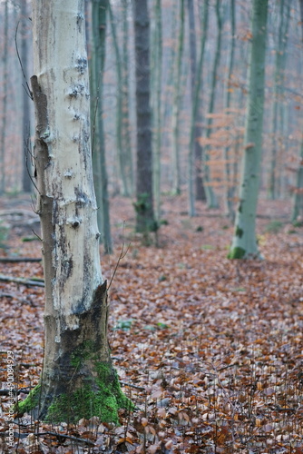 Wallpaper Mural Ein sehr heller Baumstamm fast komplett ohne Rinde auf dem hellen, unscharfen Hintergrund von bunten, hell grau-rote Bäume. Torontodigital.ca