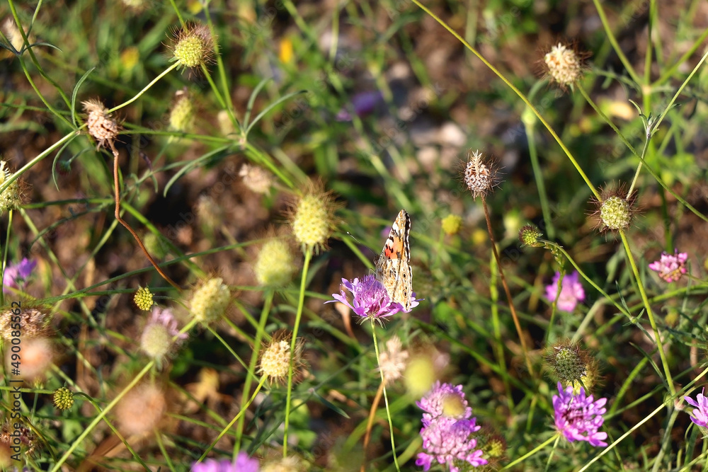 Painted lady butterfly and wildflowers in the meadow. Selective focus. Painted lady butterfly and wildflowers in the meadow. Selective focus.