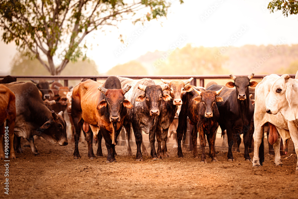the-bulls-in-the-yards-on-a-remote-cattle-station-in-northern-territory
